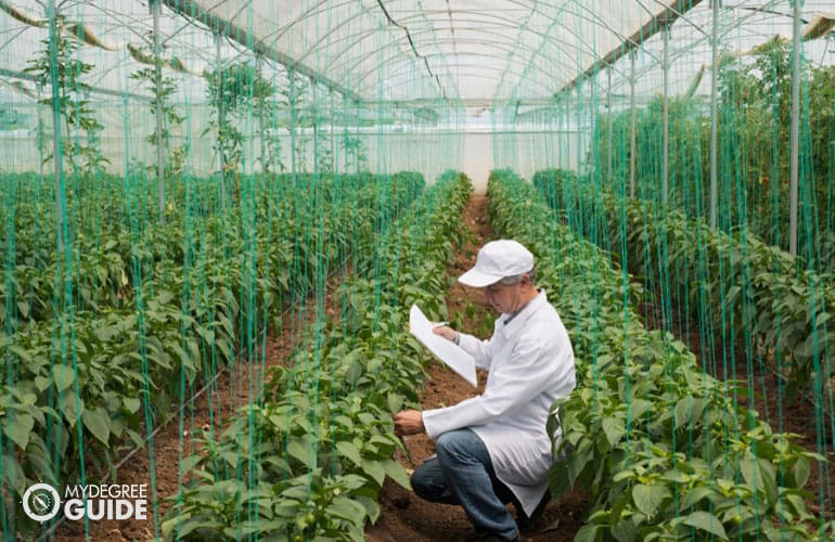 Agricultural Engineer checking quality of plants in a green house