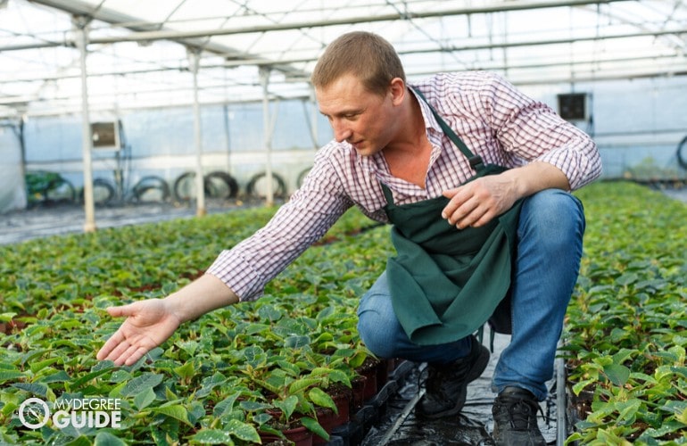 Horticulturist working in his greenhouse